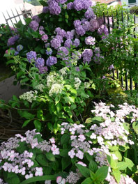 jardin