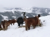  chevaux � Buluntza