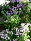 Hortensias c&ocirc;t&eacute; perron   